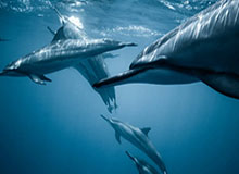 开云电竞网页版-迈阿密主场0-1落后！卡尔·吉尔轻巧挑射破门打破僵局